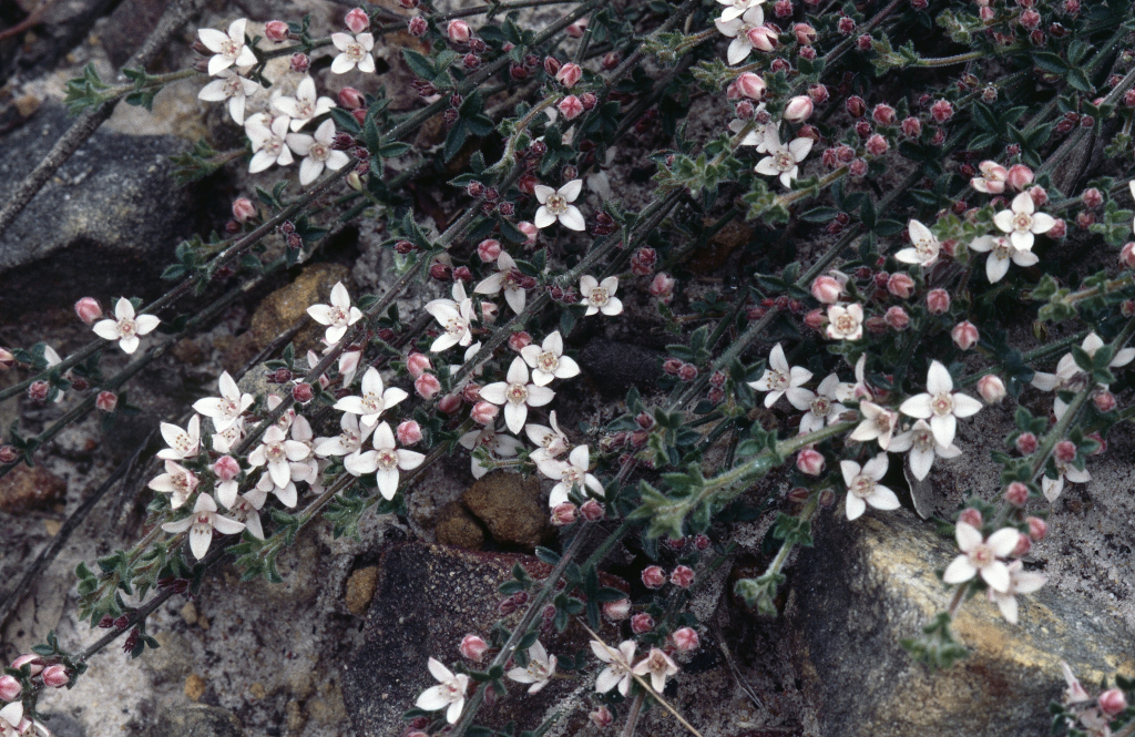 Cyanothamnus nanus var. pubescens (hero image)