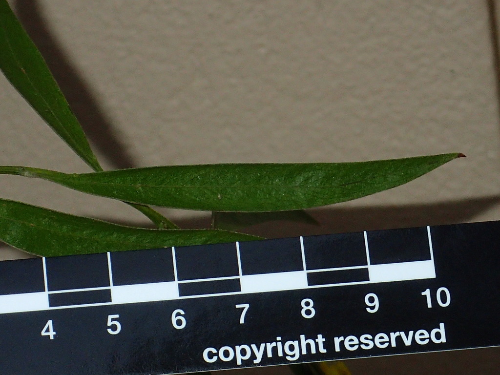 Acacia leprosa var. uninervia (hero image)