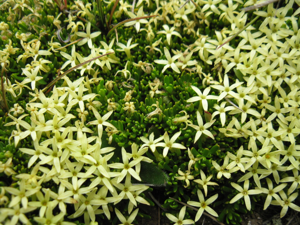 Stackhousia pulvinaris (hero image)