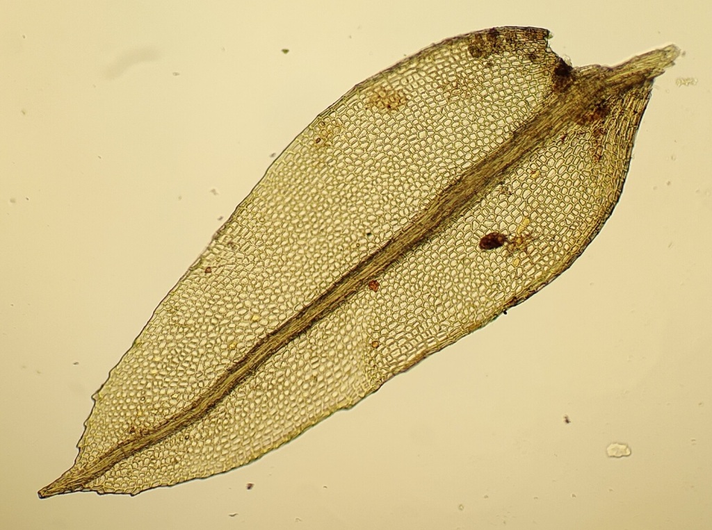 Rhizogonium novae-hollandiae (hero image)