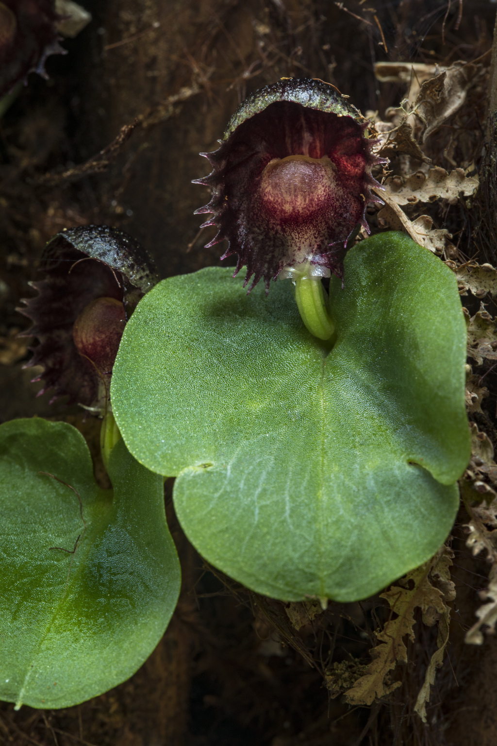 Corybas grumulus (hero image)