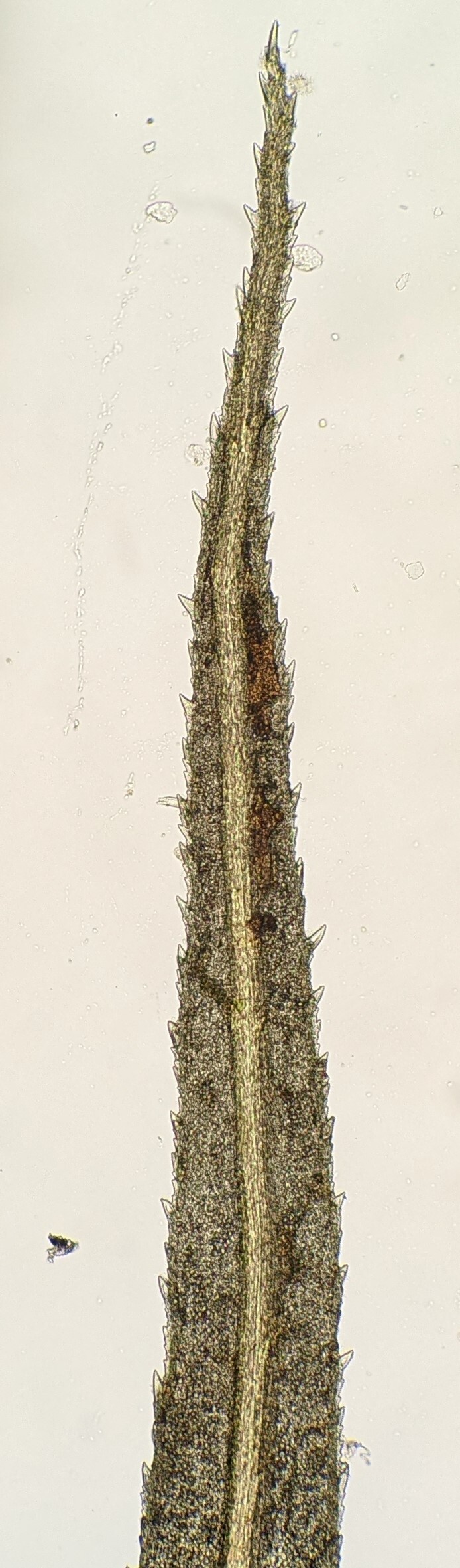 Bartramia mossmaniana (hero image)