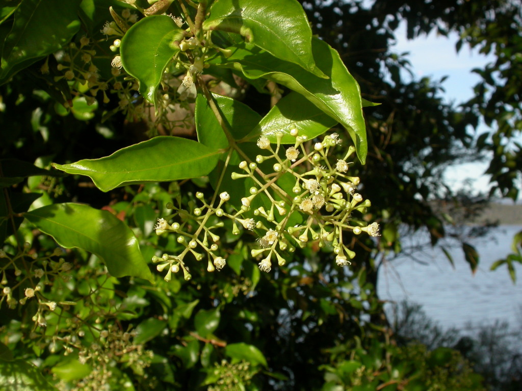 Syzygium smithii (hero image)