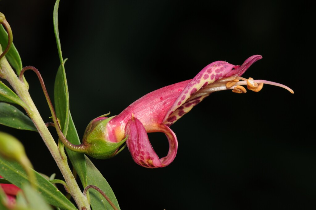 Eremophila maculata (hero image)