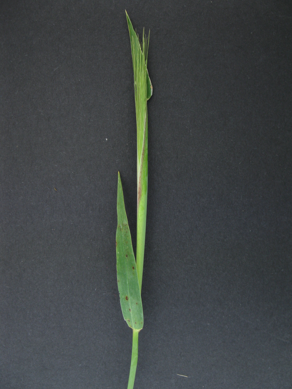 Hordeum glaucum (hero image)