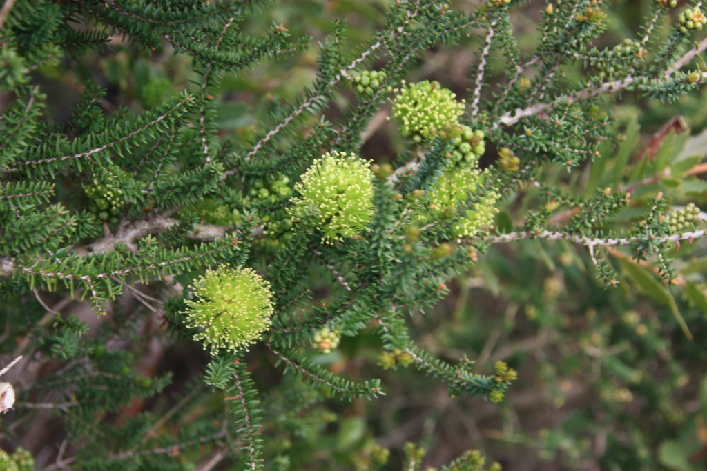 Melaleuca densa (hero image)