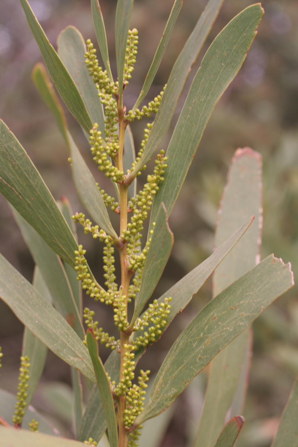 Acacia longifolia subsp. longifolia (hero image)