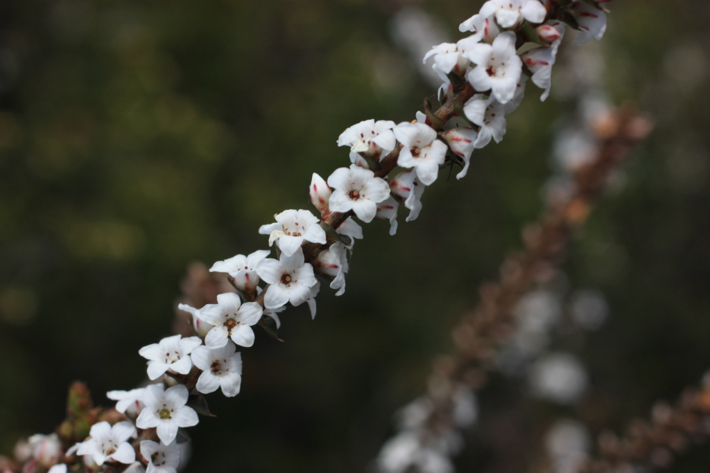 Epacris gunnii (hero image)
