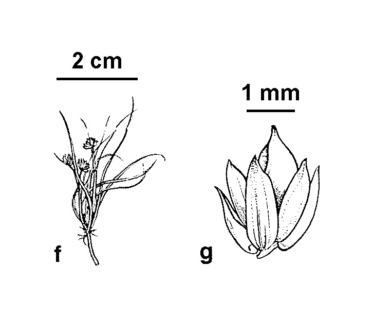 Juncus thompsonianus (hero image)