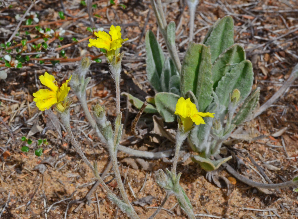 Goodenia robusta (hero image)