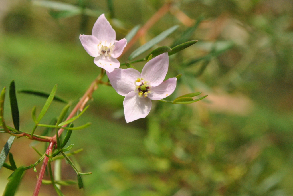 Boronia muelleri (hero image)