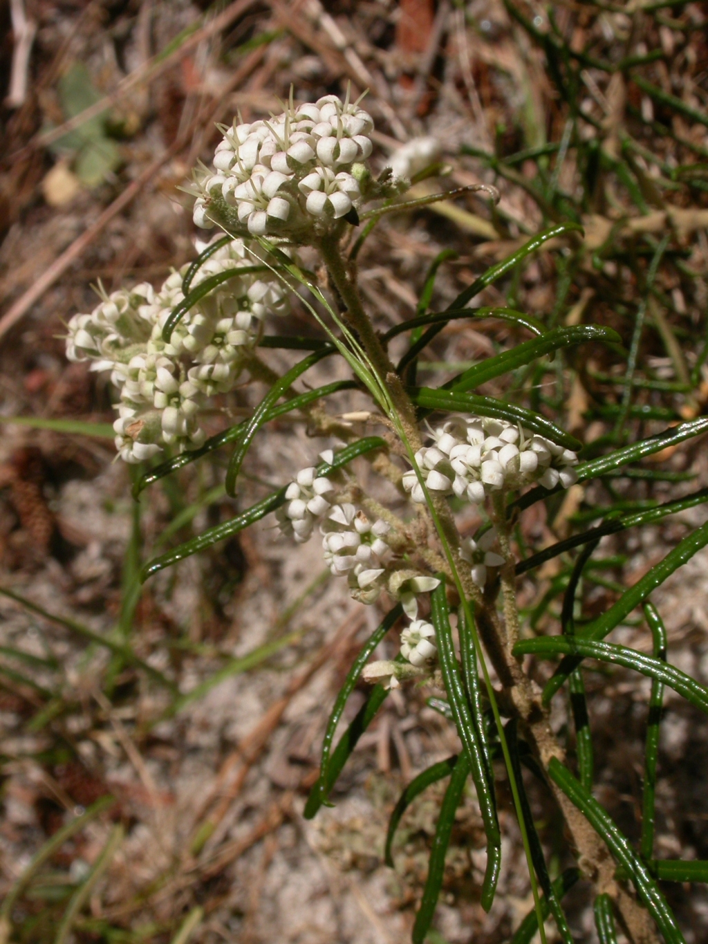 Astrotricha parvifolia (hero image)