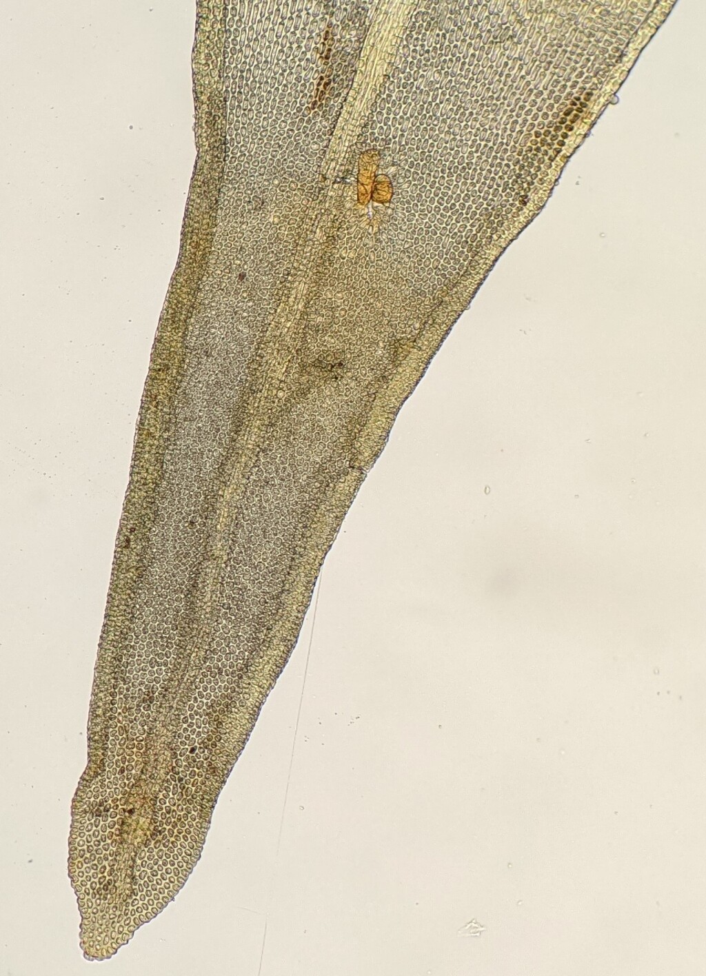 Orthotrichum assimile (hero image)