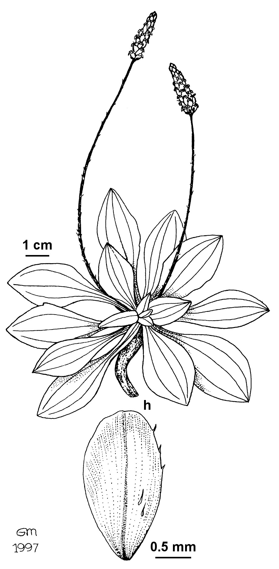 Plantago antarctica (hero image)