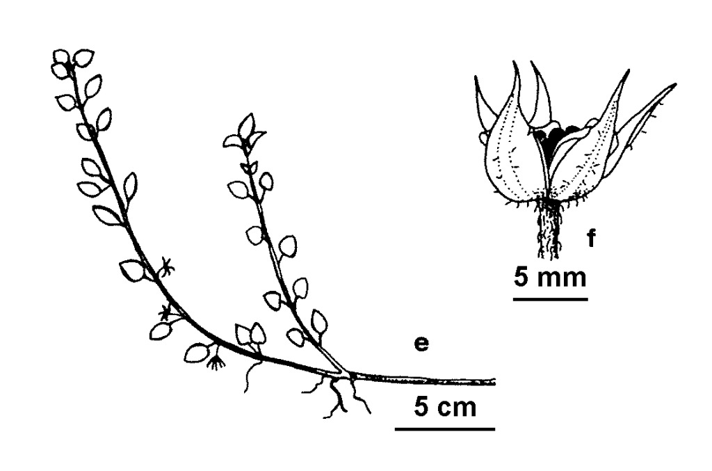 Lysimachia japonica (hero image)