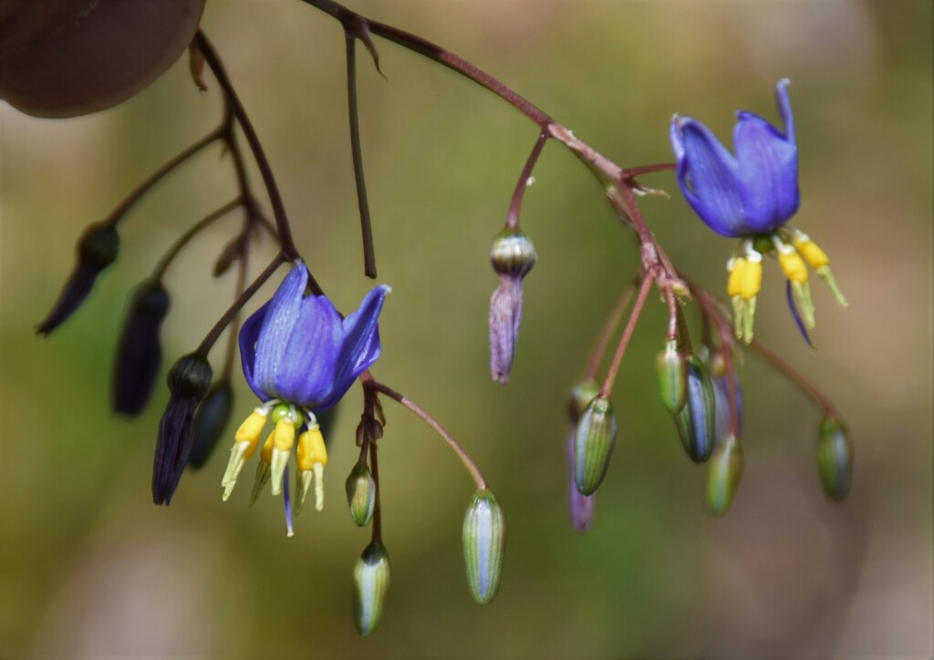 Dianella longifolia var. longifolia (hero image)