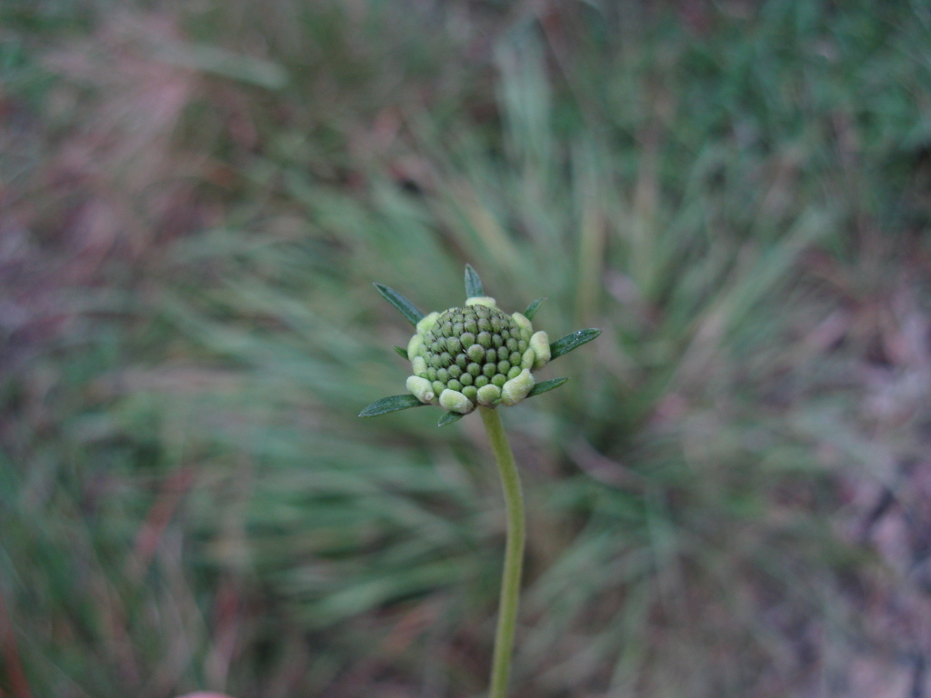 Dipsacaceae (hero image)