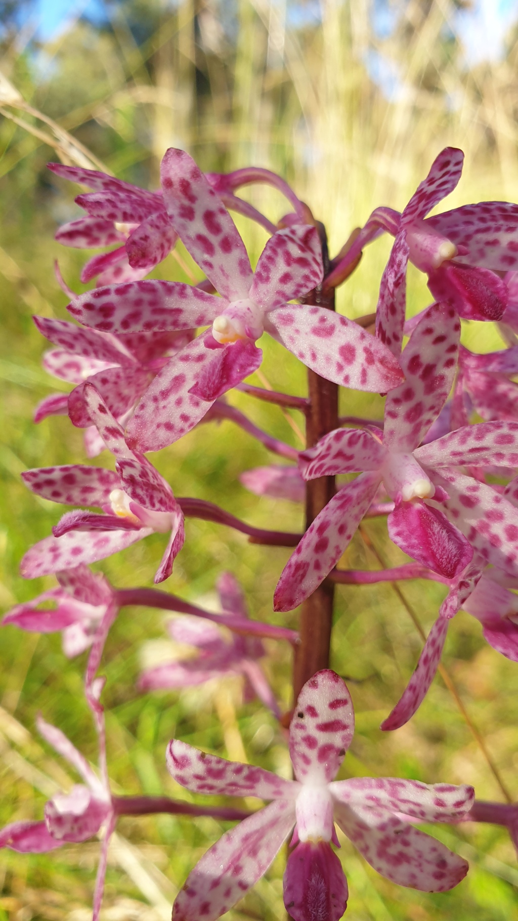 Dipodium punctatum (hero image)