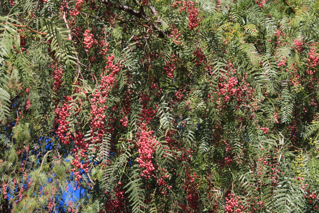 Anacardiaceae (hero image)