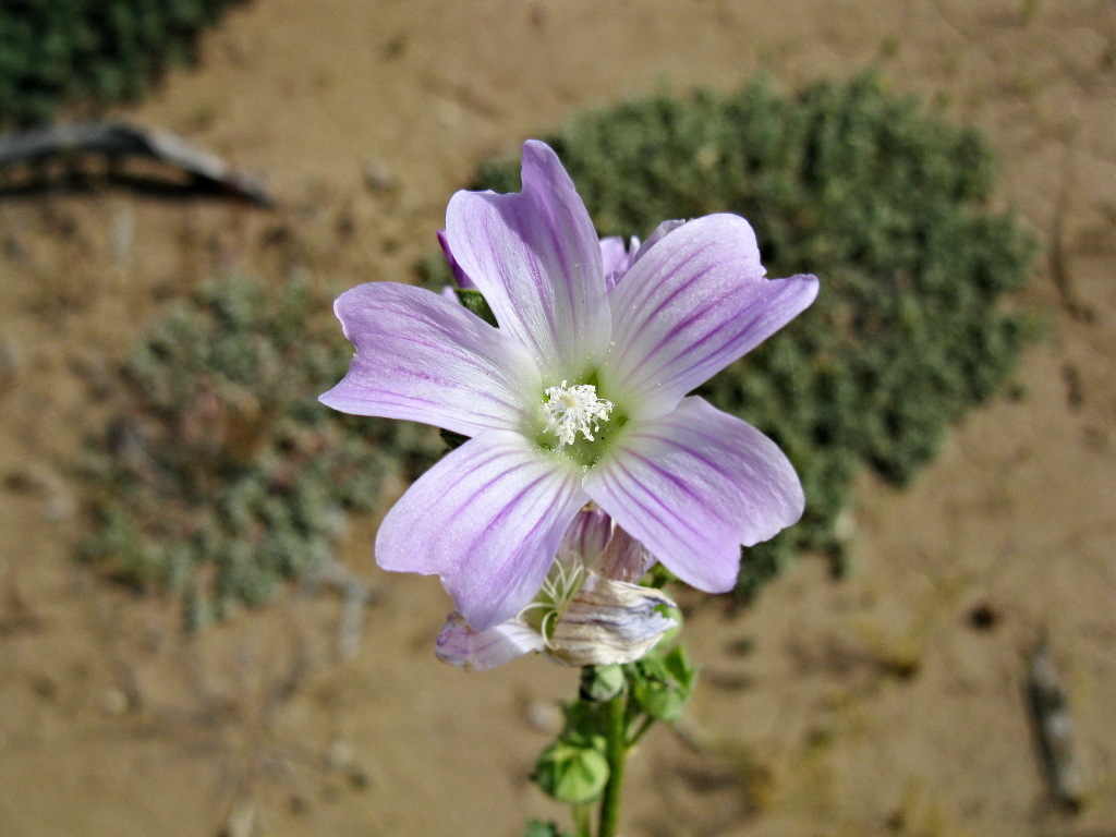 Malva weinmanniana (hero image)