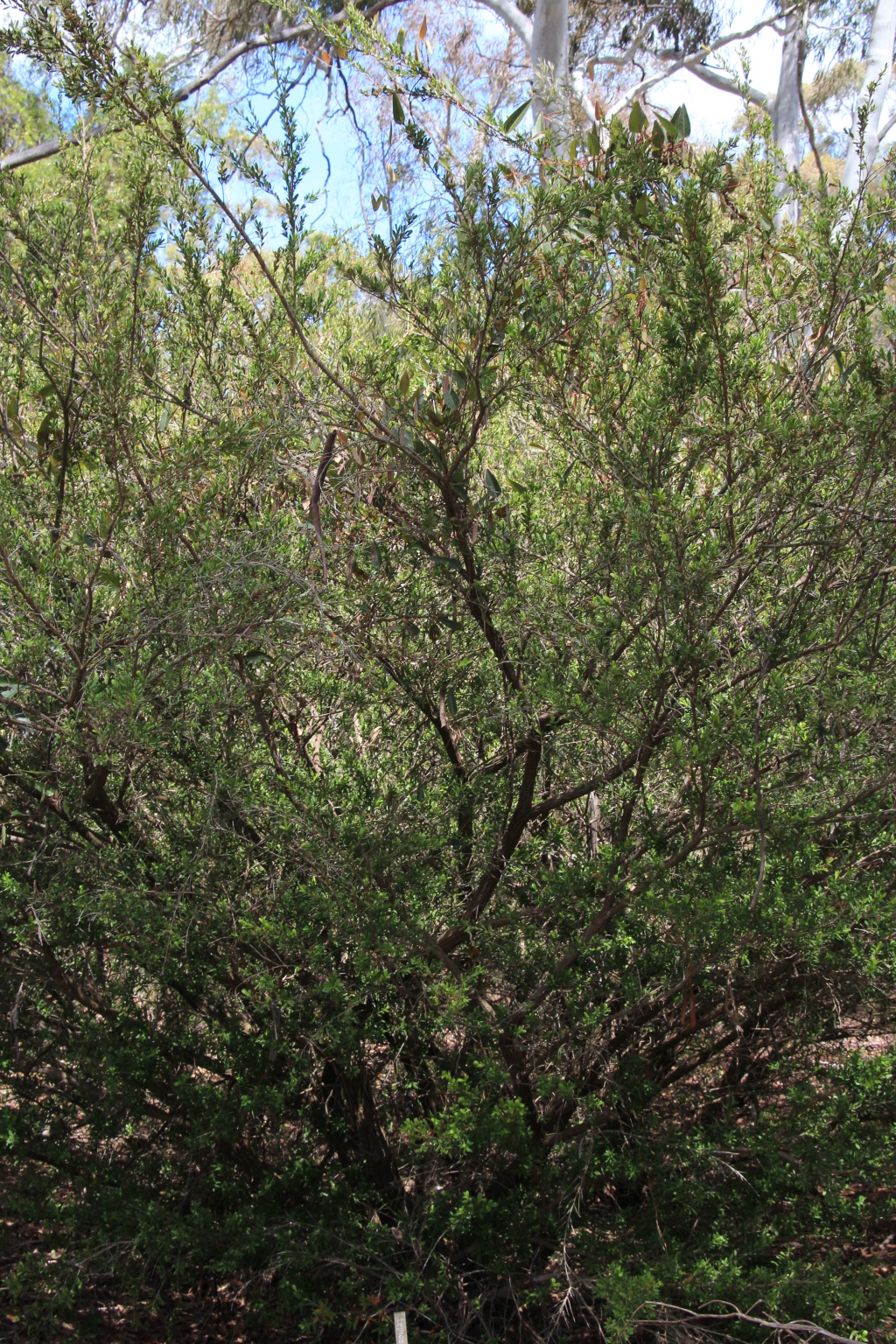 Leptospermum emarginatum (hero image)