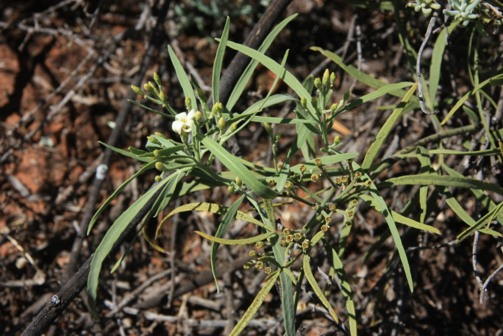 Jasminum (hero image)