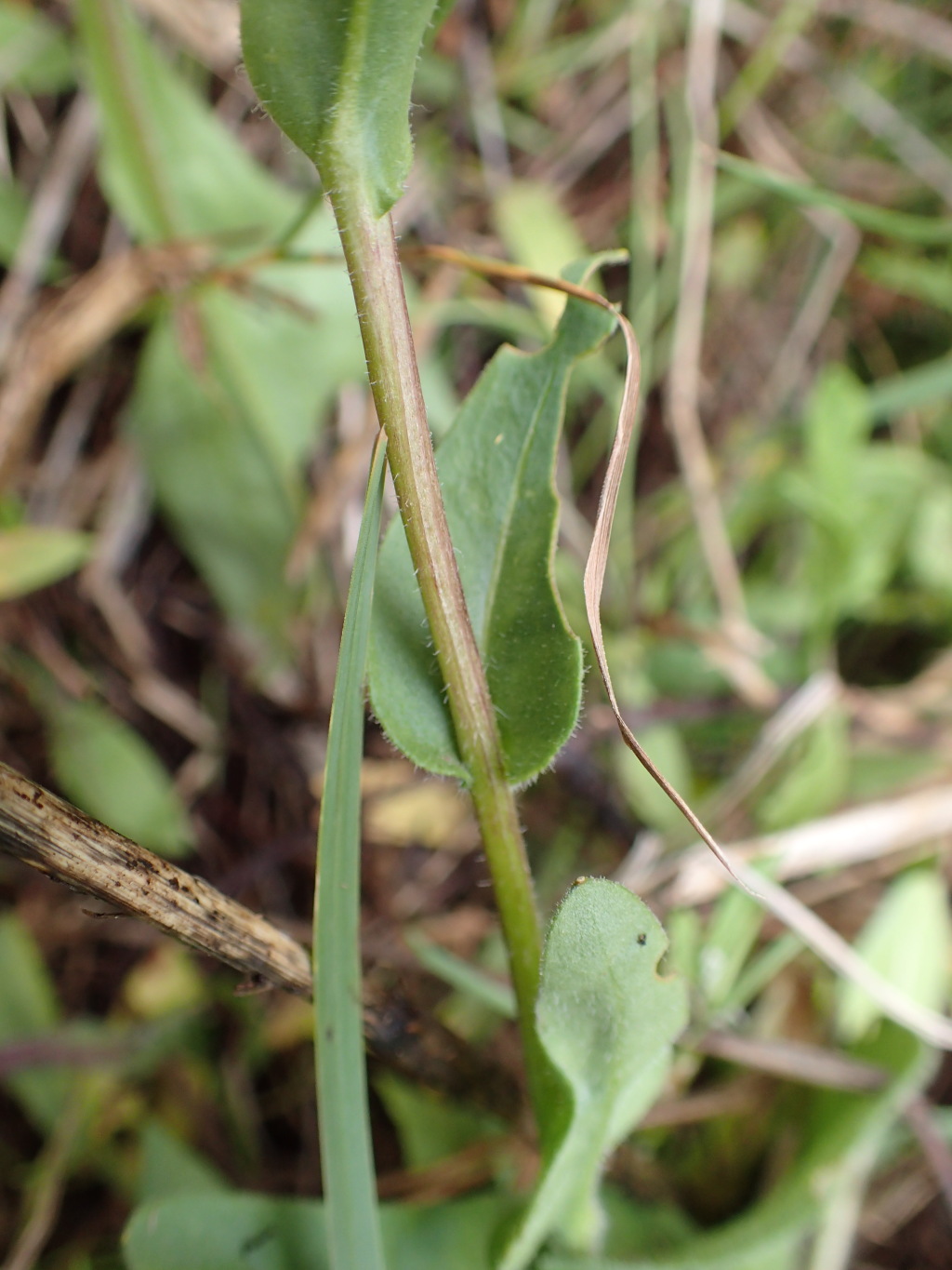 Craspedia sylvestris (hero image)