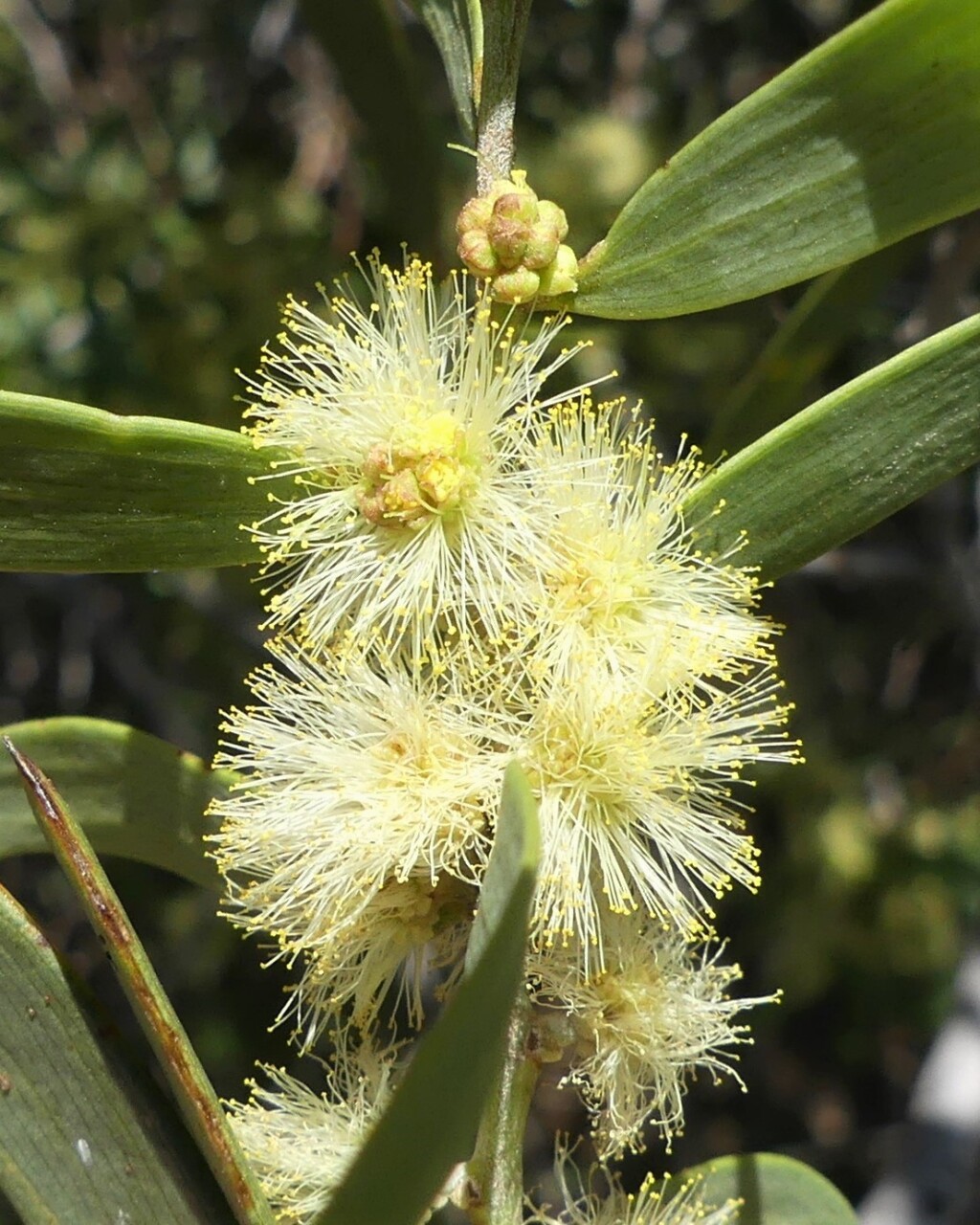 Acacia oswaldii (hero image)