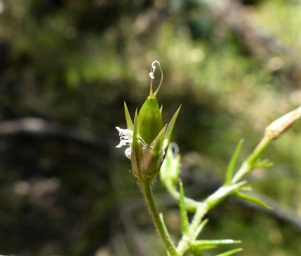 Stellaria pungens (hero image)