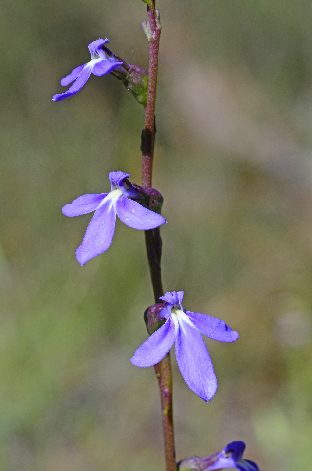 Lobelia gibbosa (hero image)