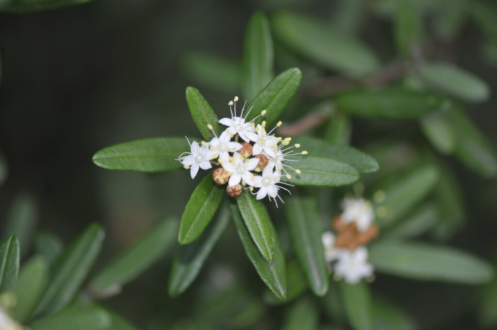 Phebalium squamulosum subsp. argenteum (hero image)