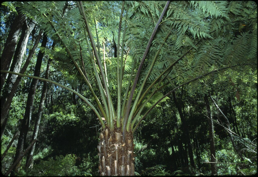 Cyathea australis (hero image)