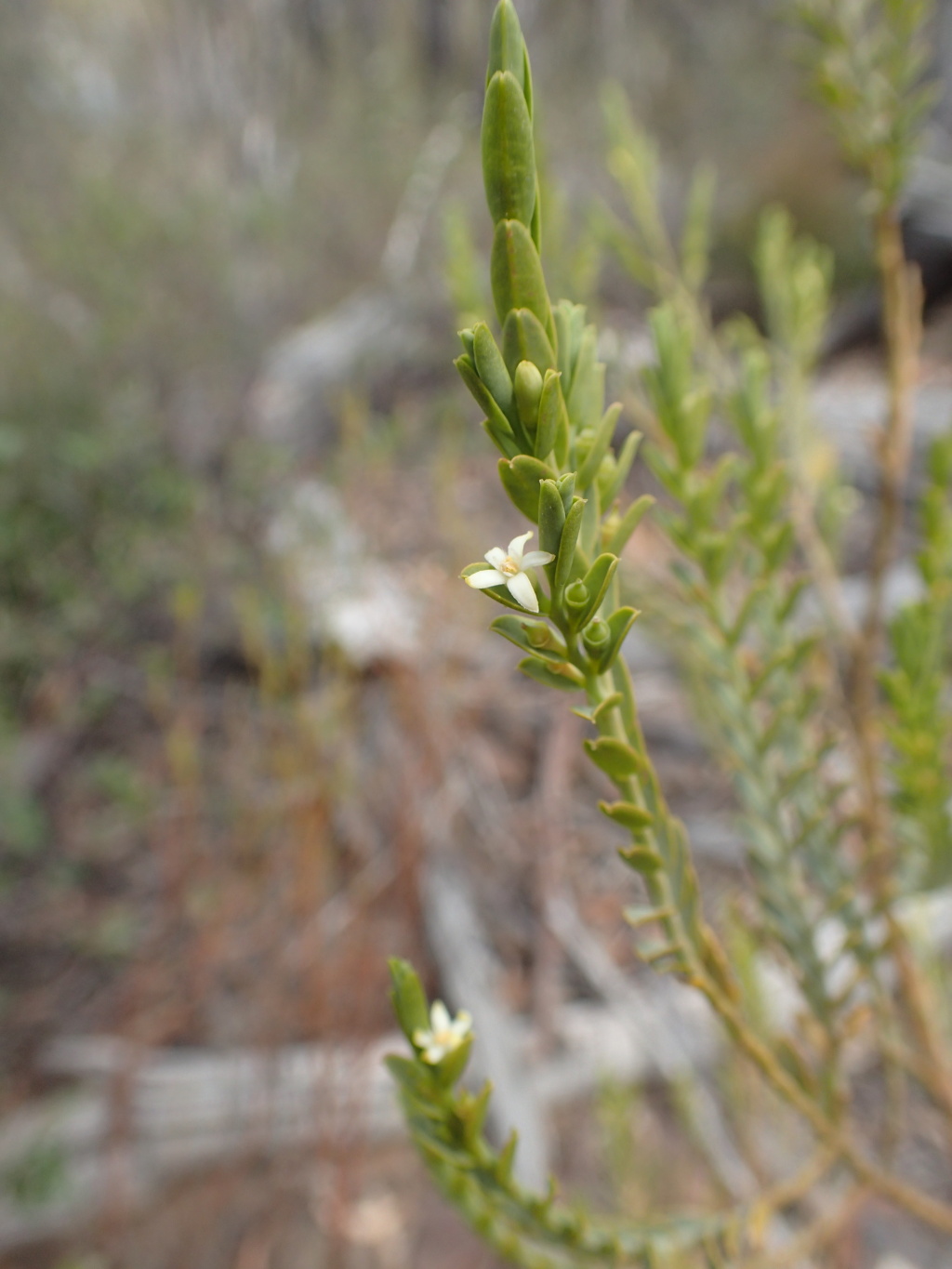 Olacaceae (hero image)