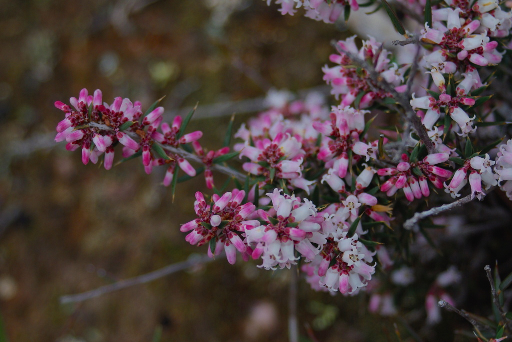 Lissanthe strigosa (hero image)