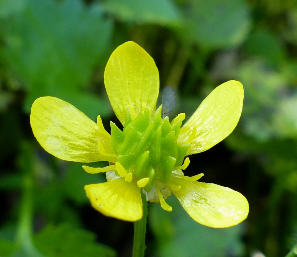 Ranunculus muricatus (hero image)