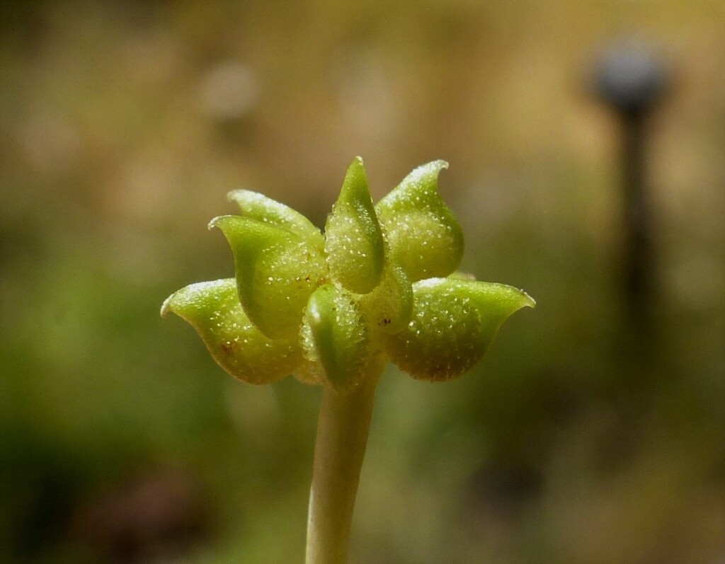 Ranunculus parviflorus (hero image)