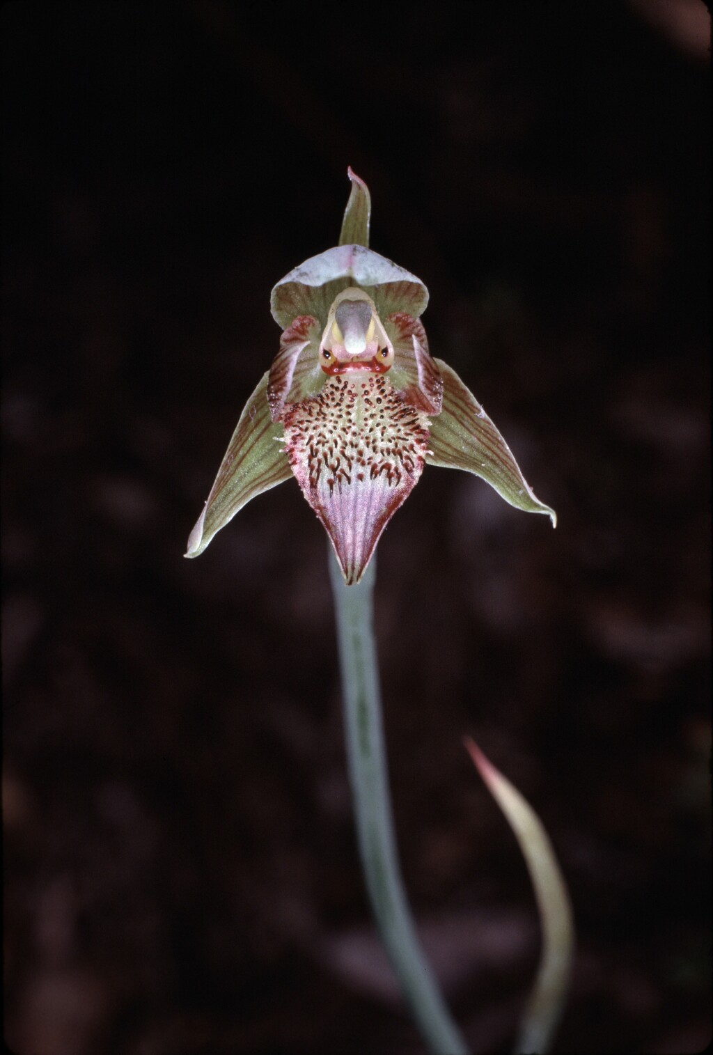 Calochilus richiae (hero image)