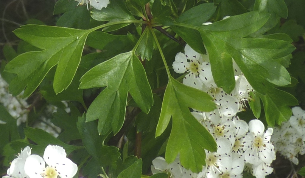 Crataegus (hero image)