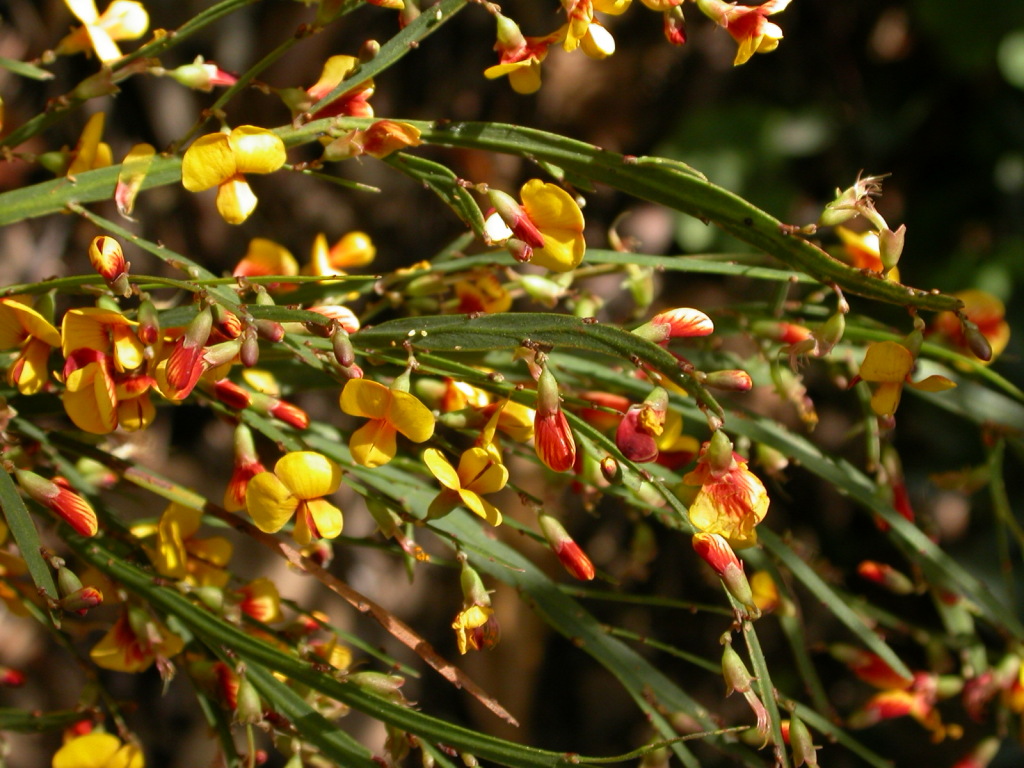 Bossiaea riparia (hero image)