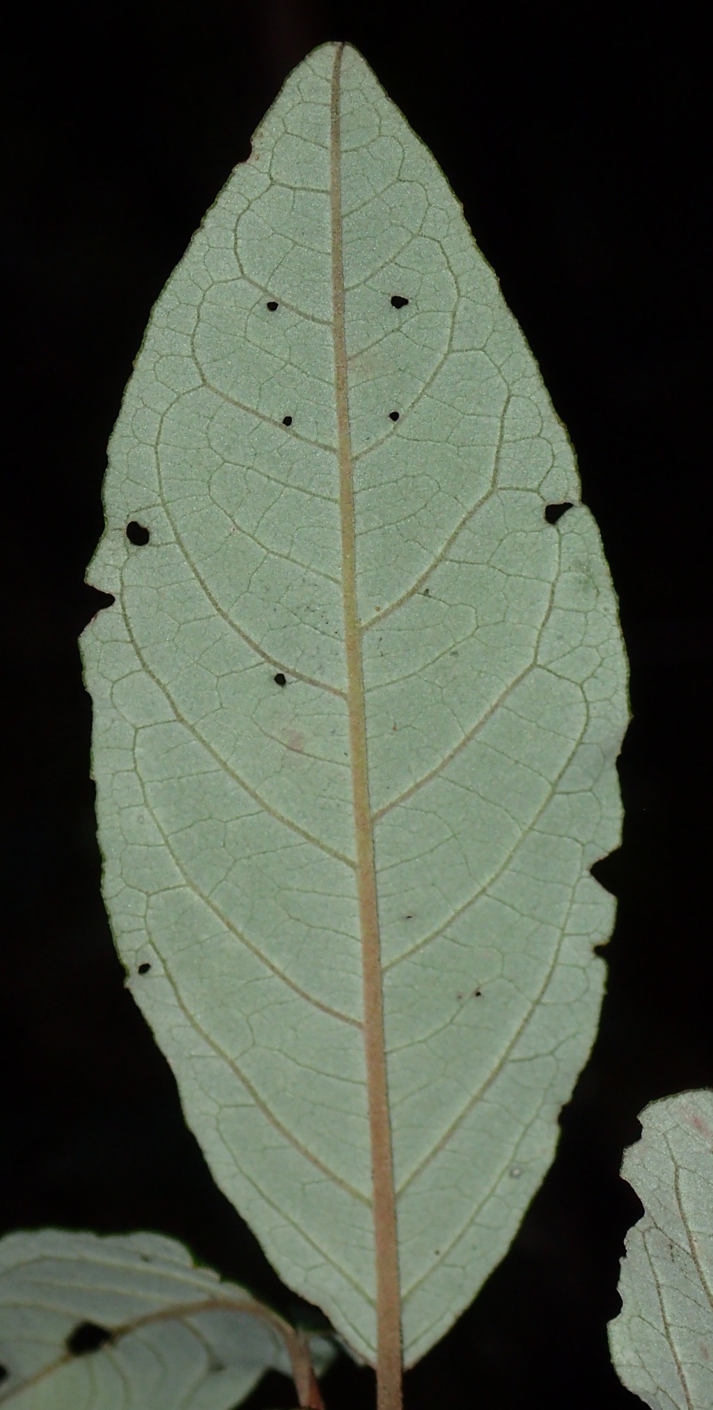 Pomaderris elliptica var. elliptica (hero image)