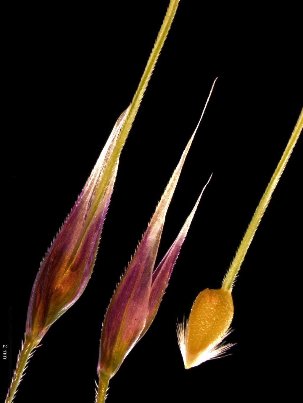Nassella trichotoma (hero image)