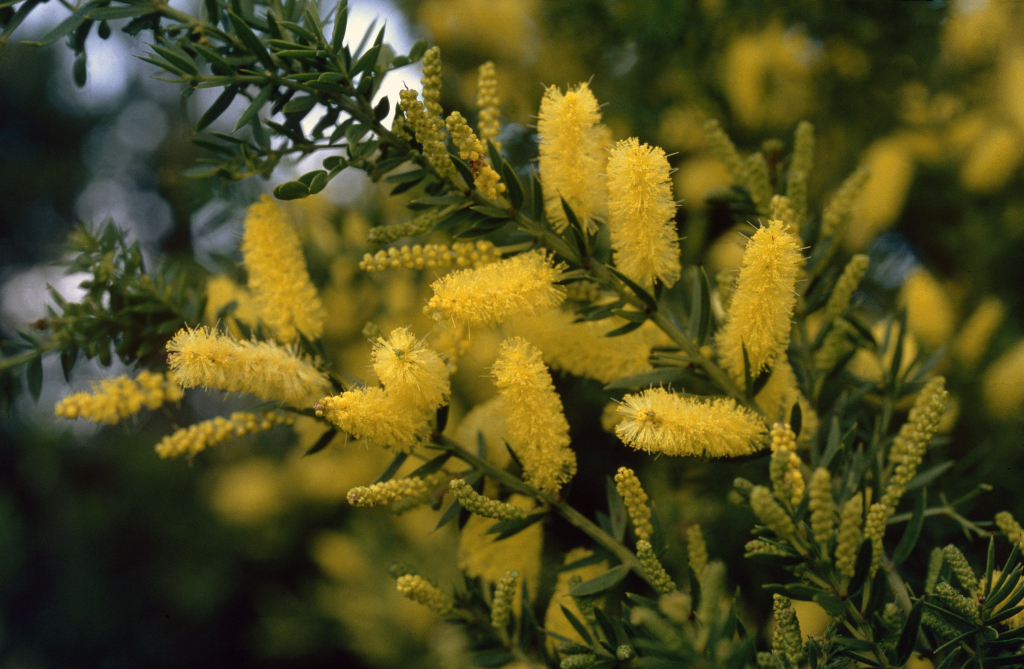 Acacia verticillata subsp. verticillata (hero image)