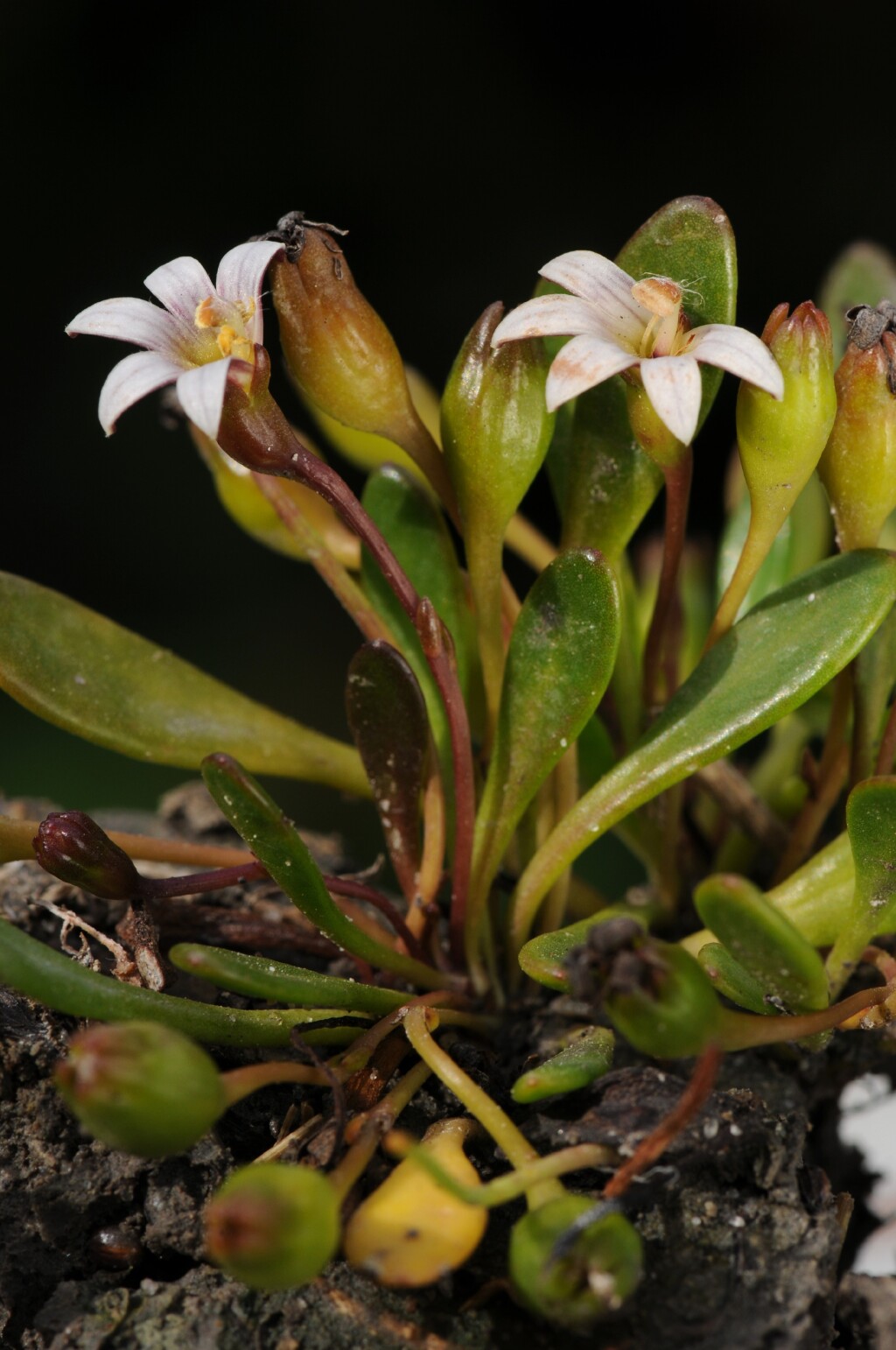 Goodenia radicans (hero image)