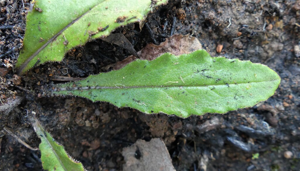 Senecio prenanthoides (hero image)
