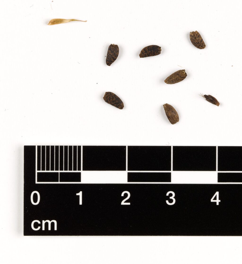 Arctium (hero image)