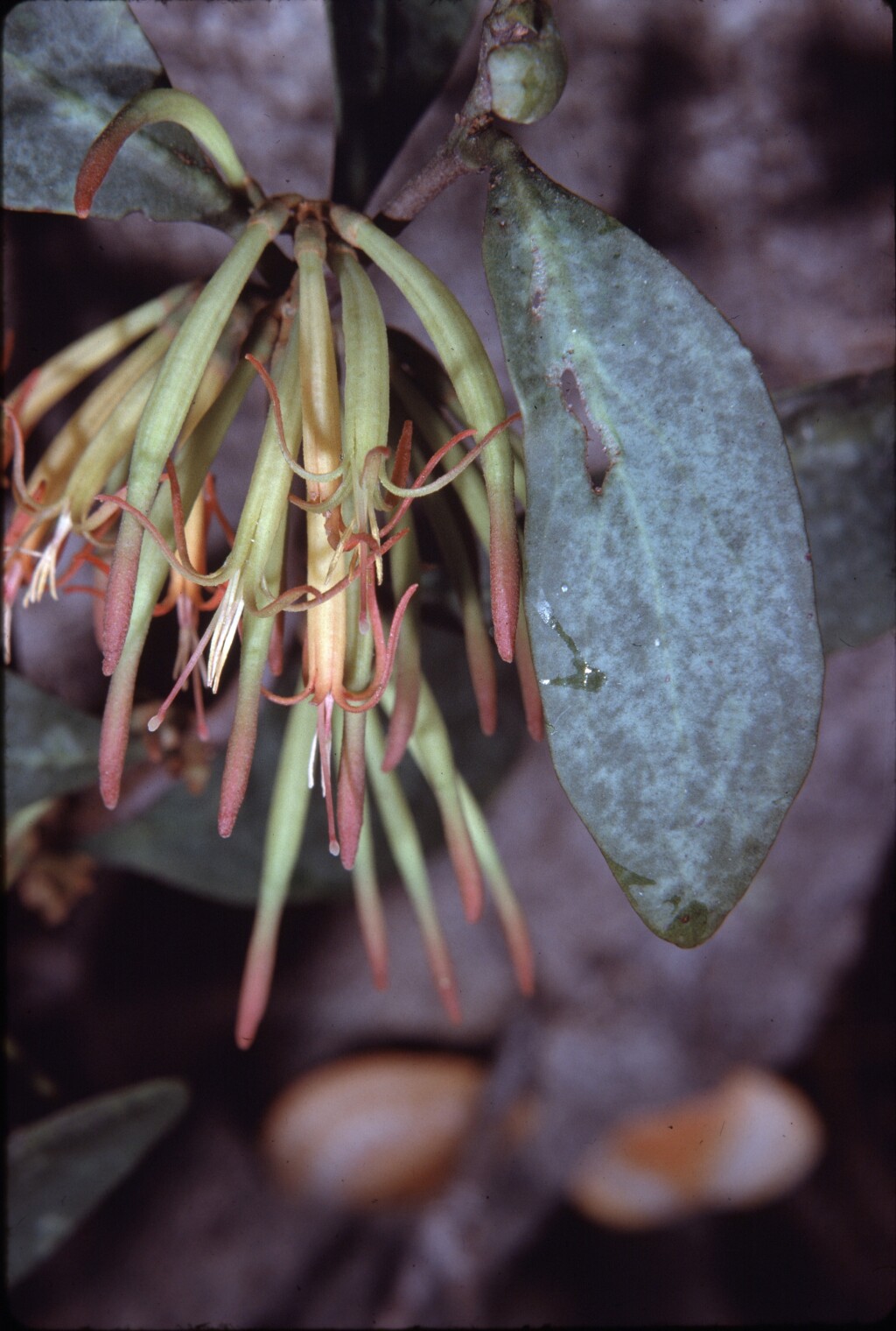 Dendrophthoe (hero image)