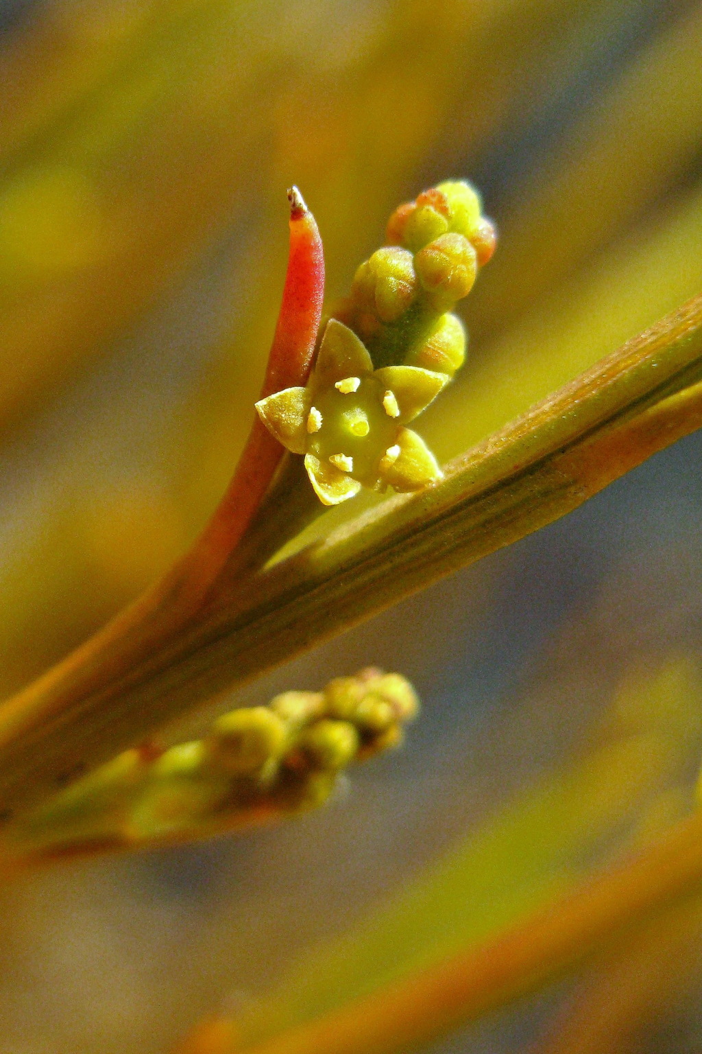 Exocarpos sparteus (hero image)