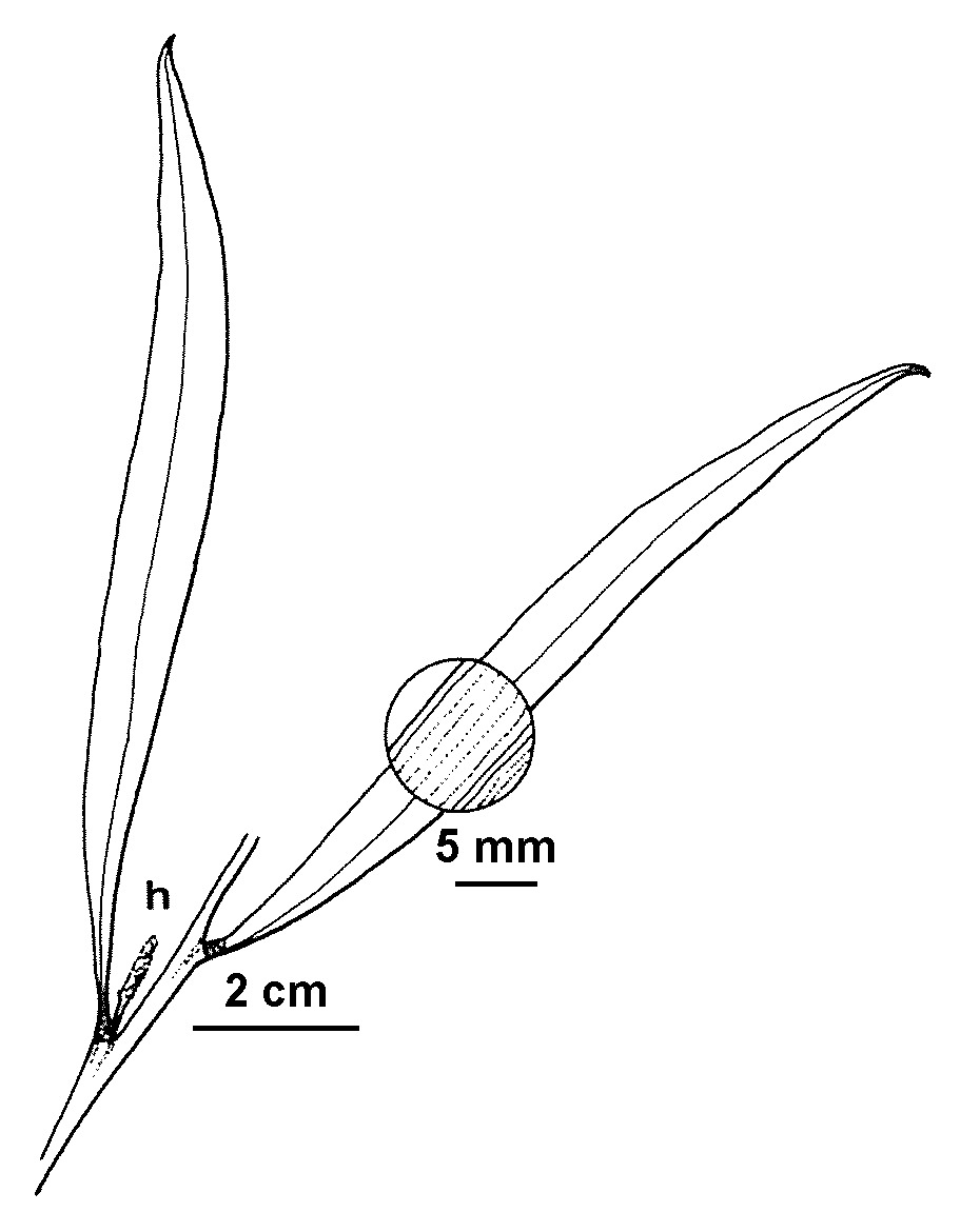 Acacia subtilinervis (hero image)