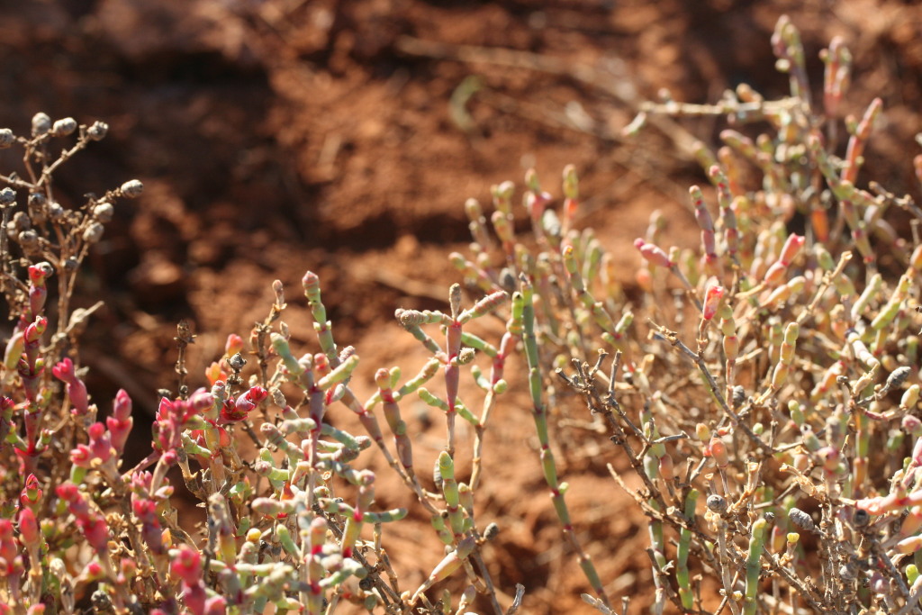 Tecticornia indica subsp. leiostachya (hero image)