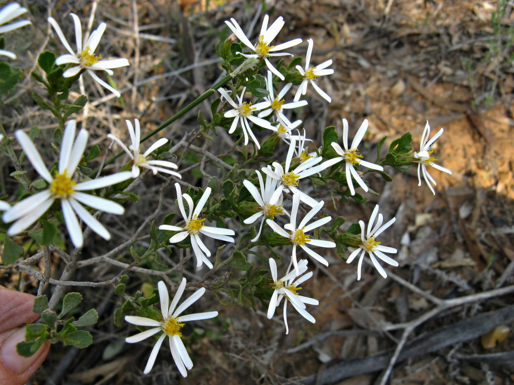 Olearia muelleri (hero image)